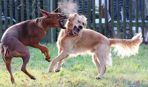 爆料狗狗打架图片大全视频,揭秘宠物间的“江湖恩怨”